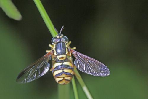 Réf. 287 206 : Chrysotoxum intermedium